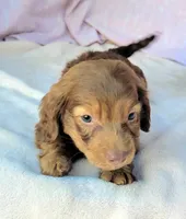 Tank , a male Miniature Dachshund for sale in Labelle, FL – Photo 4 of 8
