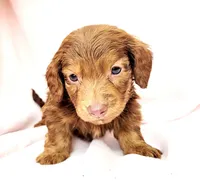 Tanjiro, a male Miniature Dachshund for sale in Cutler Bay, FL – Photo 5 of 7