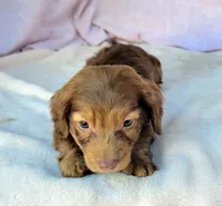 Tank , a male Miniature Dachshund for sale in Labelle, FL – Photo 5 of 8