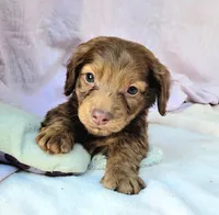 Tank , a male Miniature Dachshund for sale in Labelle, FL – Photo 1 of 8