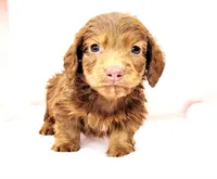 Tanjiro, a male Miniature Dachshund for sale in Cutler Bay, FL – Photo 2 of 7