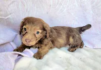Tank , a male Miniature Dachshund for sale in Labelle, FL – Photo 8 of 8