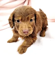 Tanjiro, a male Miniature Dachshund for sale in Cutler Bay, FL – Photo 4 of 7