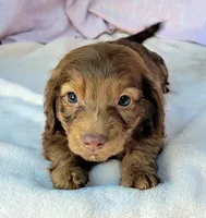 Tank , a male Miniature Dachshund for sale in Labelle, FL – Photo 2 of 8