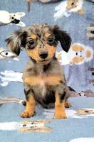 Conor , a male Yorkshire Terrier and Miniature Dachshund for sale in Miami, FL – 4 of 5