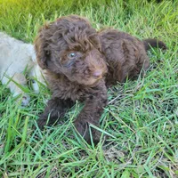 Emerald , a male Miniature Goldendoodle for sale in Miami, FL – 2 of 5