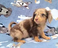Charming, a male Yorkshire Terrier and Miniature Dachshund for sale in Miami, FL – 5 of 5