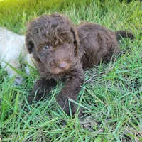 Emerald , a male Miniature Goldendoodle for sale in Miami, FL – 3 of 5