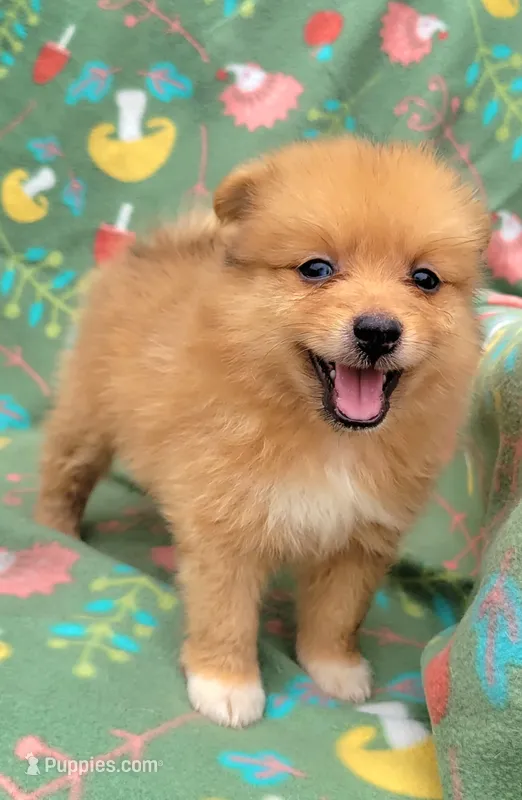 Coke-cola  – Pomeranian puppy for sale in Miami, FL