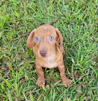 Señorita , a female Miniature Dachshund for sale in Miami, FL – 6 of 7