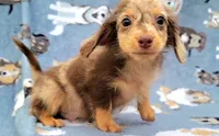 Charming, a male Yorkshire Terrier and Miniature Dachshund for sale in Miami, FL – 2 of 5