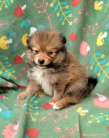 Dr pepper , a male Pomeranian for sale in Miami, FL – 5 of 5