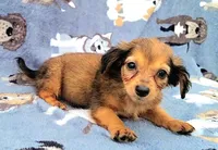 Froggy , a male Yorkshire Terrier and Miniature Dachshund for sale in Miami, FL – 3 of 5