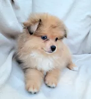 Cream soda, a female Pomeranian for sale in Miami, FL – 7 of 8