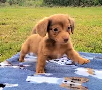 Alex, a female Yorkshire Terrier and Miniature Dachshund for sale in Miami, FL – 5 of 5