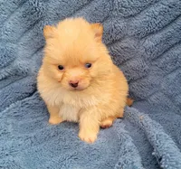 Ling-ling, a female Pomeranian for sale in Cutler Bay, FL – Photo 1 of 5