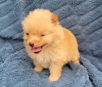 Ling-ling, a female Pomeranian for sale in Cutler Bay, FL – Photo 4 of 5