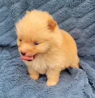 Ling-ling, a female Pomeranian for sale in Cutler Bay, FL – Photo 5 of 5