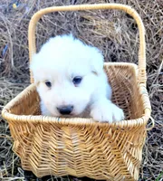 Mojo-jojo, a male Great Pyrenees for sale in Cutler Bay, FL – Photo 1 of 2