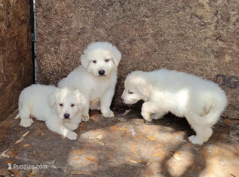 Mojo-jojo – Great Pyrenees puppy for sale in Cutler Bay, FL