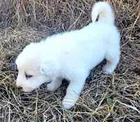 Mojo-jojo, a male Great Pyrenees for sale in Cutler Bay, FL – Photo 2 of 2