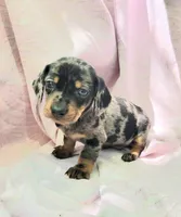 Joey, a male Miniature Dachshund for sale in Cutler Bay, FL – Photo 2 of 6