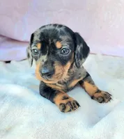 Joey, a male Miniature Dachshund for sale in Labelle, FL – Photo 2 of 8