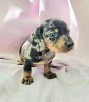 Joey, a male Miniature Dachshund for sale in Cutler Bay, FL – Photo 5 of 6