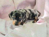 Joey, a male Miniature Dachshund for sale in Cutler Bay, FL – Photo 3 of 6