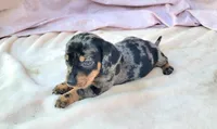 Joey, a male Miniature Dachshund for sale in Labelle, FL – Photo 6 of 8