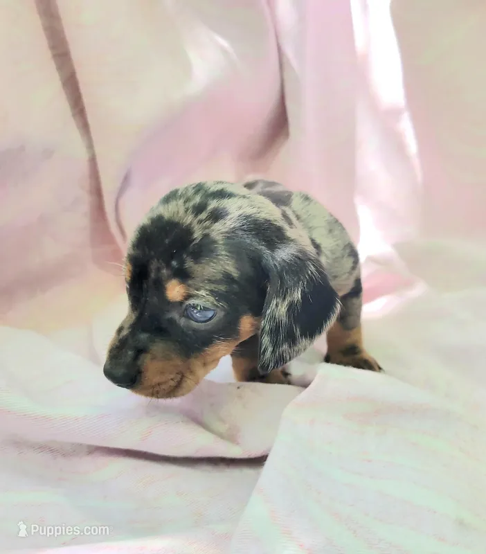 Joey – Miniature Dachshund puppy for sale in Cutler Bay, FL