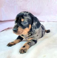 Joey, a male Miniature Dachshund for sale in Labelle, FL – Photo 4 of 8