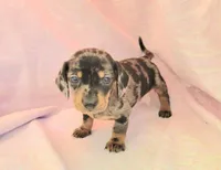Joey, a male Miniature Dachshund for sale in Cutler Bay, FL – Photo 4 of 6