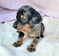 Joey, a male Miniature Dachshund for sale in Labelle, FL – Photo 8 of 8