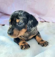 Joey, a male Miniature Dachshund for sale in Labelle, FL – Photo 1 of 8