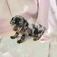 Joey, a male Miniature Dachshund for sale in Cutler Bay, FL – Photo 6 of 6