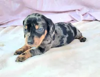 Joey, a male Miniature Dachshund for sale in Labelle, FL – Photo 5 of 8