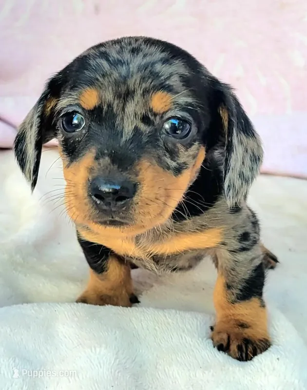 Monica – Miniature Dachshund puppy for sale in Cutler Bay, FL