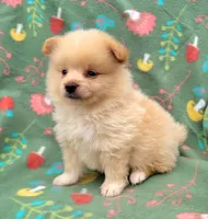 Sprite , a male Pomeranian for sale in Miami, FL – 2 of 5