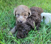 Emerald , a male Miniature Goldendoodle for sale in Miami, FL – 4 of 5