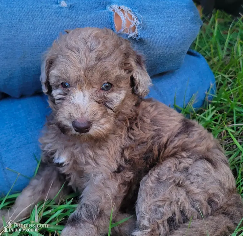 Amethyst  – Miniature Goldendoodle puppy for sale in Miami, FL