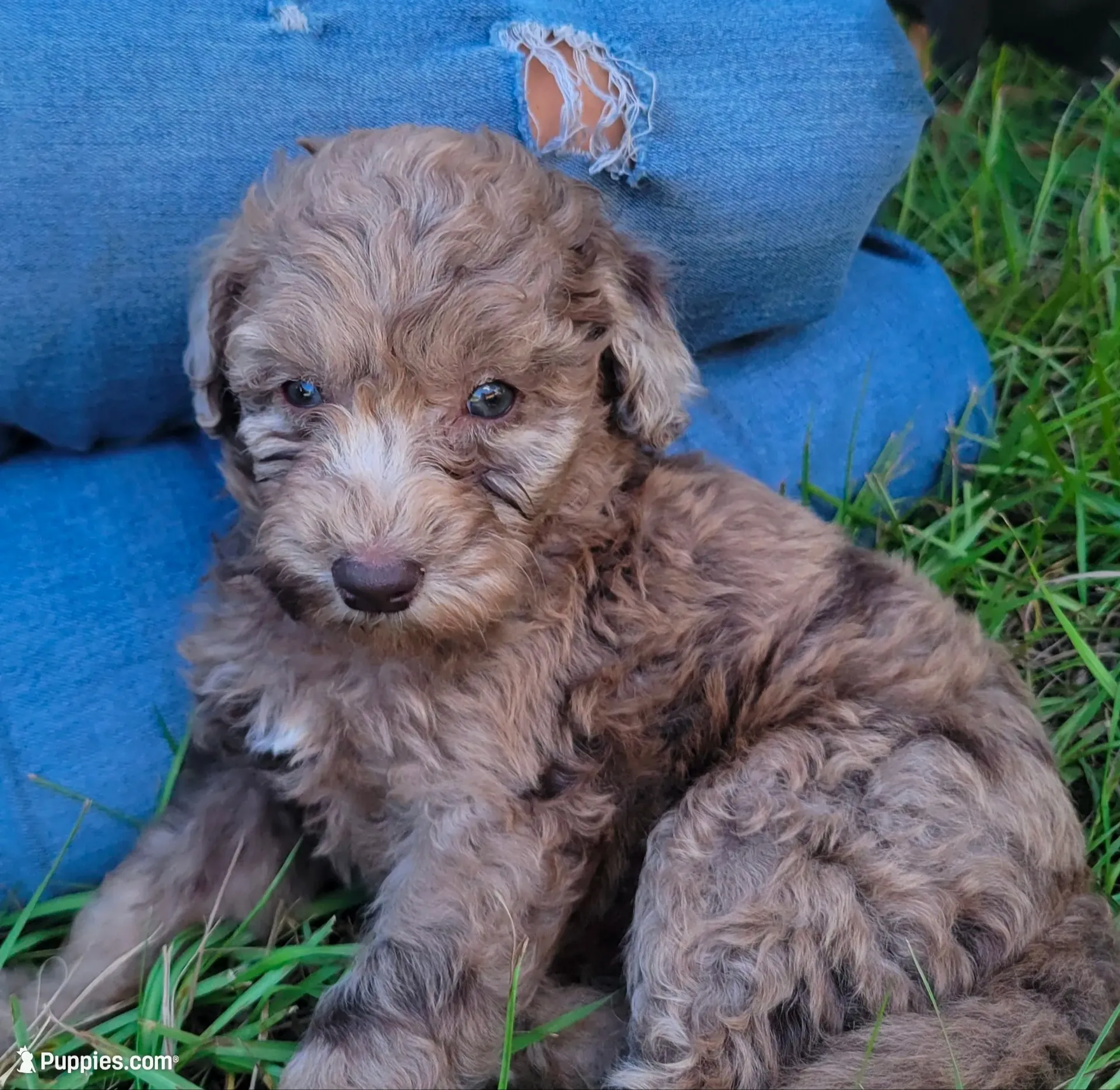 Amethyst , a female Miniature Goldendoodle for sale in Miami, FL – 1 of 6