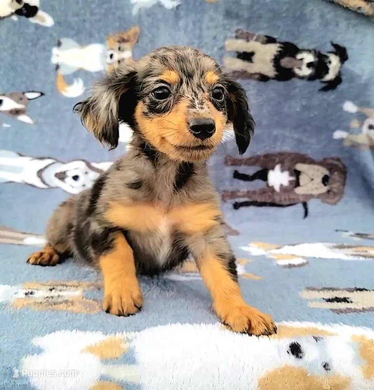 Conor  – Yorkshire Terrier, Miniature Dachshund puppy for sale in Miami, FL