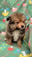 Dr pepper , a male Pomeranian for sale in Miami, FL – 3 of 5