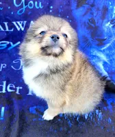 Rumi, a female Pomeranian for sale in Cutler Bay, FL – Photo 3 of 5