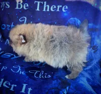 Rumi, a female Pomeranian for sale in Cutler Bay, FL – Photo 2 of 5