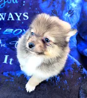 Rumi, a female Pomeranian for sale in Cutler Bay, FL – Photo 5 of 5