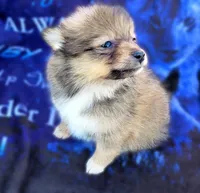 Rumi, a female Pomeranian for sale in Cutler Bay, FL – Photo 4 of 5