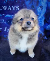 Rumi, a female Pomeranian for sale in Cutler Bay, FL – Photo 1 of 5