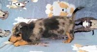 Conor , a male Yorkshire Terrier and Miniature Dachshund for sale in Miami, FL – 5 of 5